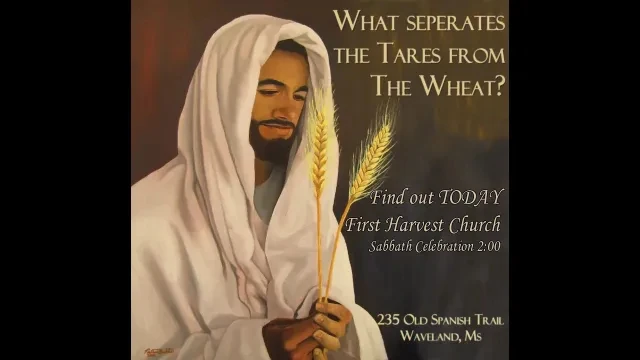 Knowing the difference between Tares & Wheat